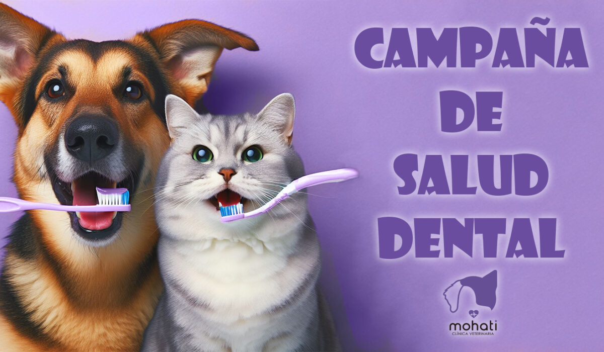 December dental campaign