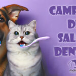 December dental campaign